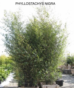 Phyllostachys nigra 1